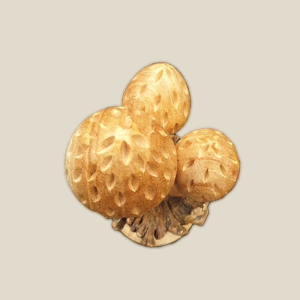 Mushroom chinaberry on parasitic wood - Image 3