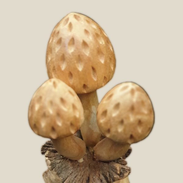 Mushroom chinaberry on parasitic wood - Image 2