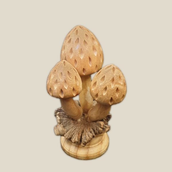 Mushroom chinaberry on parasitic wood